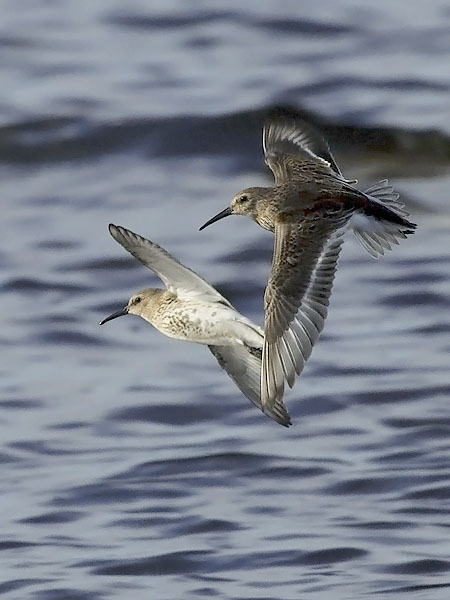 Suosirri, Dunlin, Calidris alpina